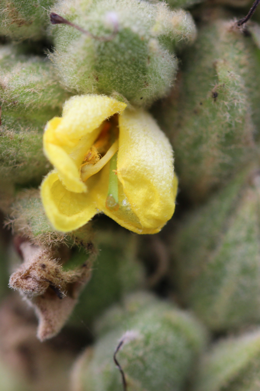 Mullein: The Versatile Herb with Soothing Properties