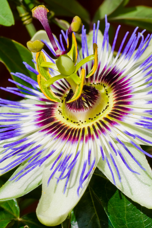 Celebrating Passionflower